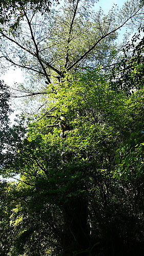20080525-霞喀羅古道-Day1-2 100