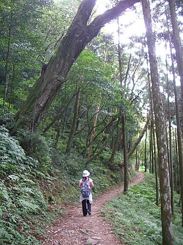 北插天山(漫漫長路） 13